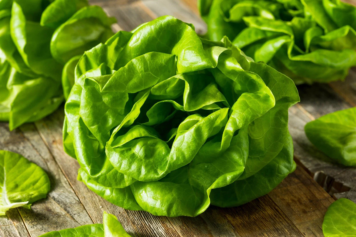 Buttercrunch Lettuce Seeds - Non-GMO Heirloom Vegetable Seeds - Lactuca sativa, Compact Growth, Packaged Seeds