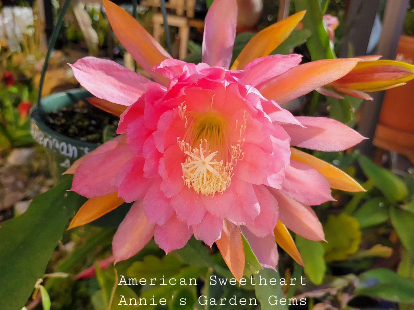Unrooted Epiphyllum oxypetalum Cutting - American Sweetheart - 8-10 Inches for Indoor Garden Propagation