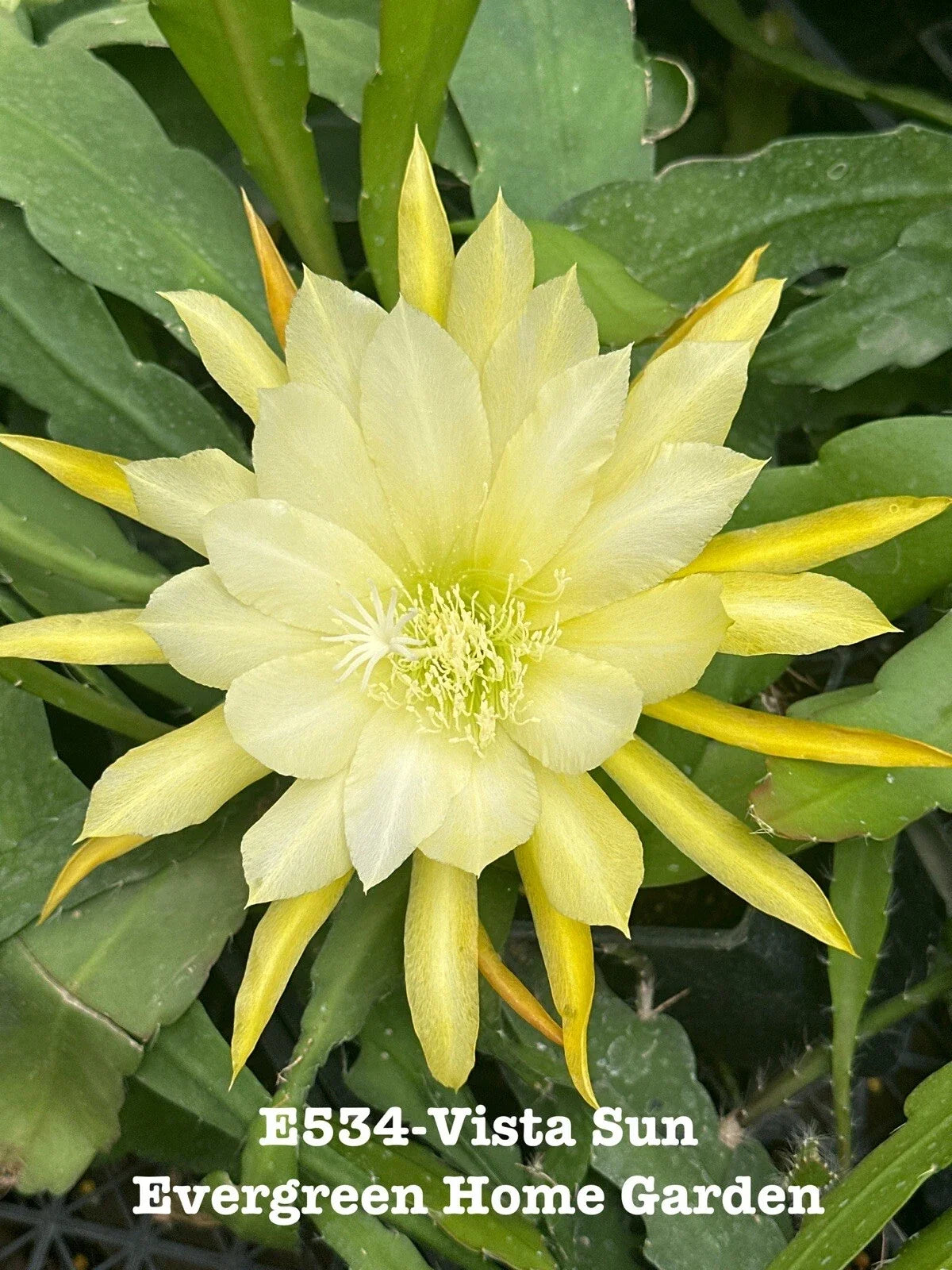 Rooted Epiphyllum Orchid Cactus Plant in 4" Pot, Vista Sun, Tropical Houseplant, Succulent, Cacti Collection