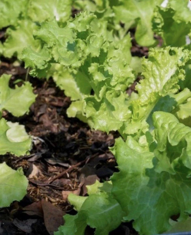 Lettuce Seeds 4,000 Count - Grand Rapids Leaf Heirloom Non-GMO Lactuca sativa for Salad Gardening