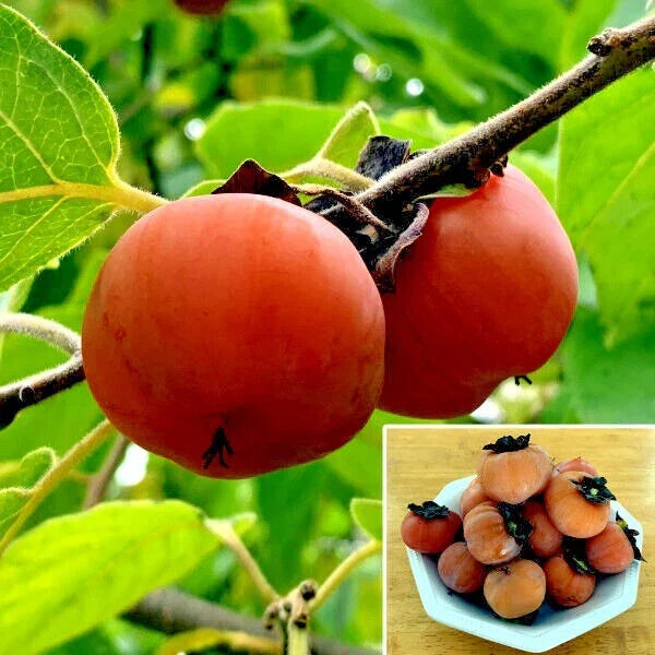 Persimmon Tree Seeds - Sugar Plum Variety - Diospyros Virginiana - Cold Hardy Zones 4-9