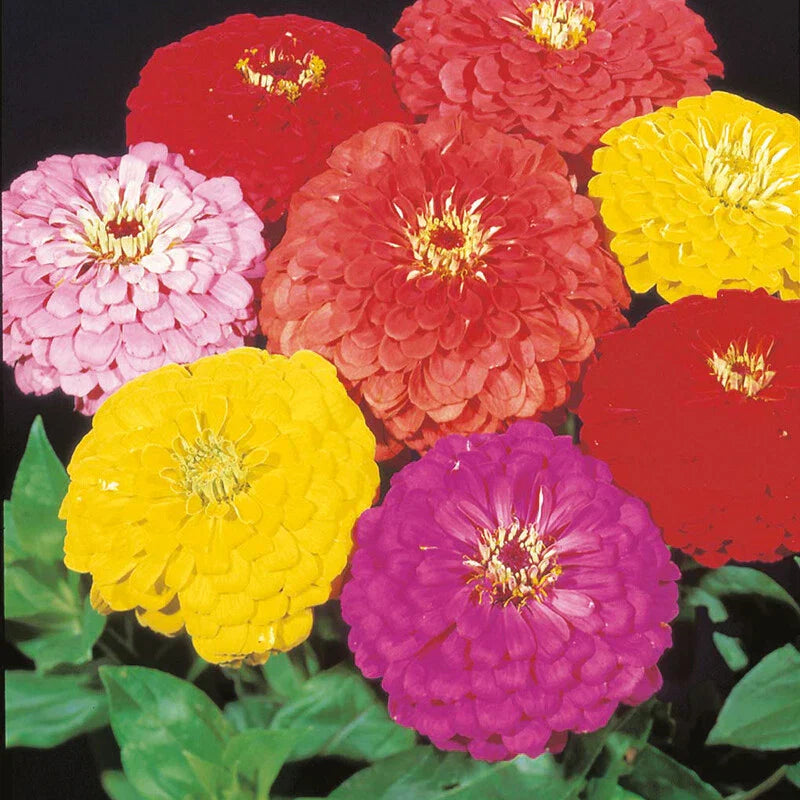 Giant Dahlia Mix Zinnia Seeds - 250+ Zinnia elegans Flower Seeds for Colorful Gardens