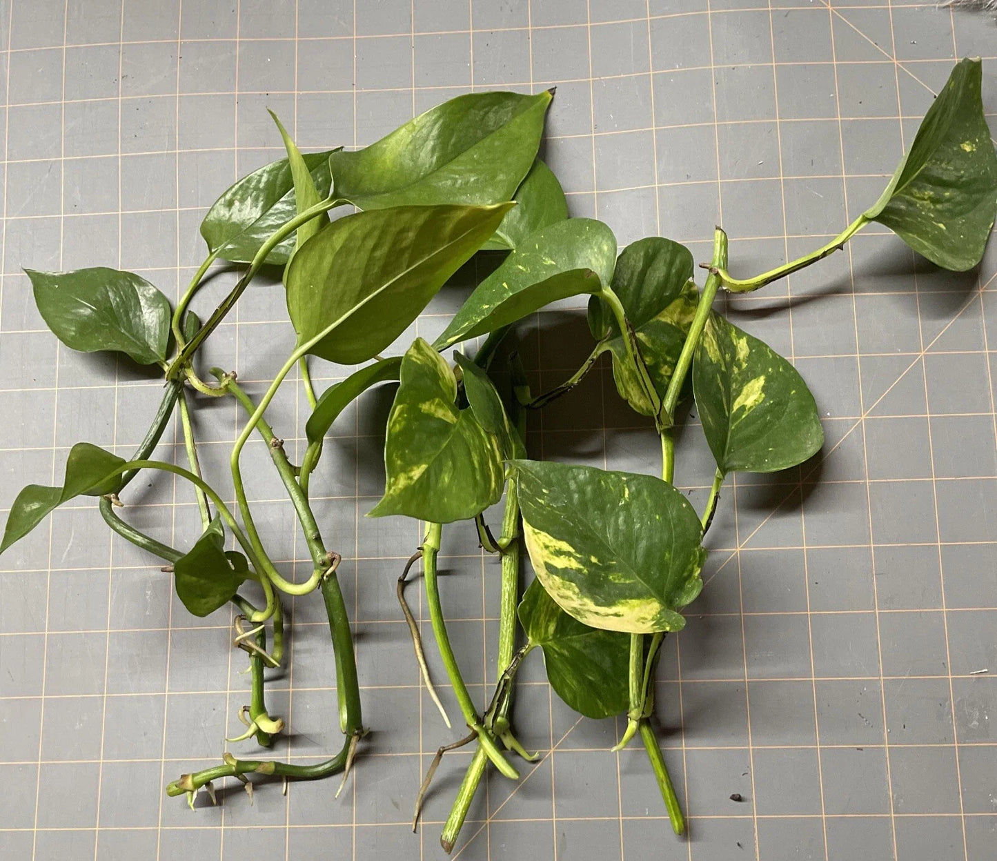 Golden Pothos Plant Rooted Cuttings – Epipremnum aureum – 5 Healthy Indoor Vining Plants for Easy Care