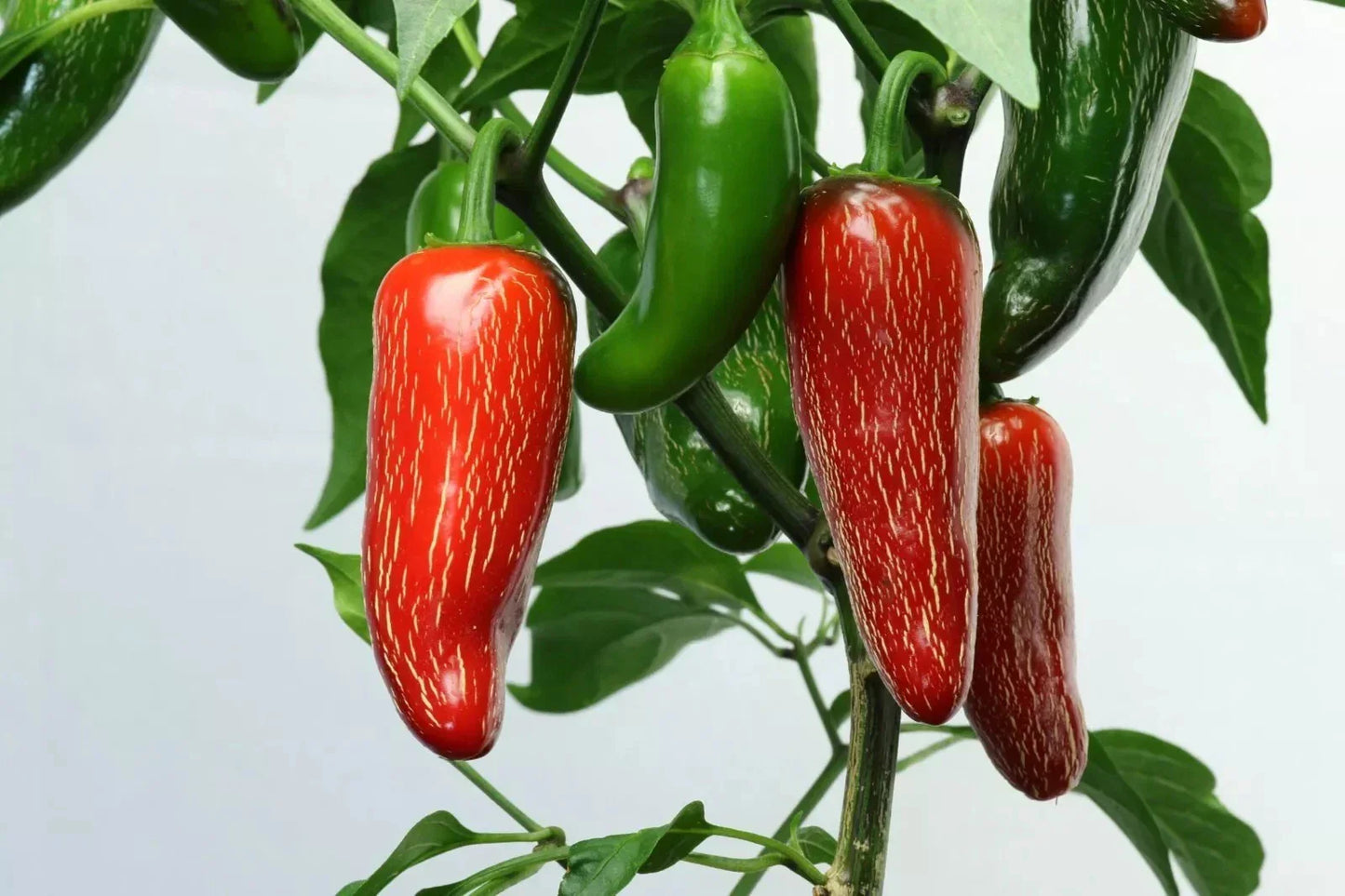 Early Jalapeno Pepper Seeds 50+ Heirloom Non-GMO Capsicum annuum