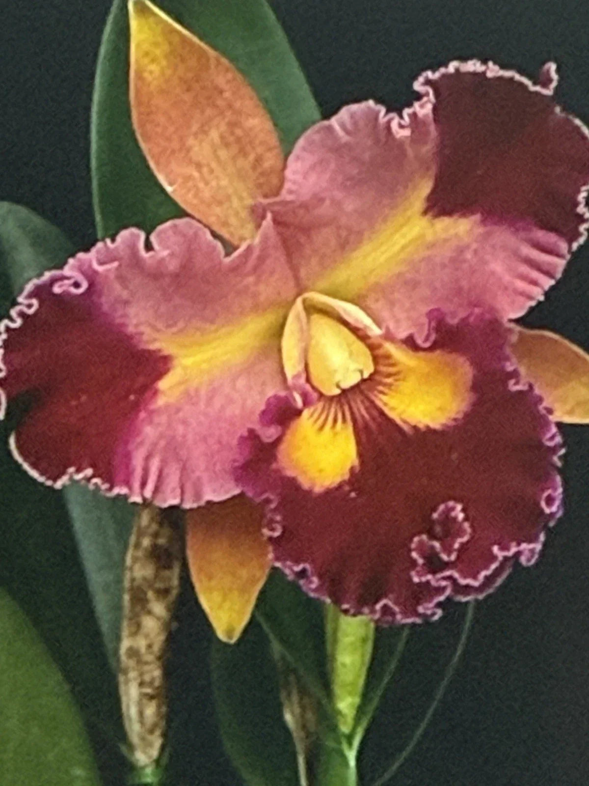 Cattleya Orchid Plant Bare Root with 2-3 Stems – Unique Flowering Houseplant Cattleya spp.