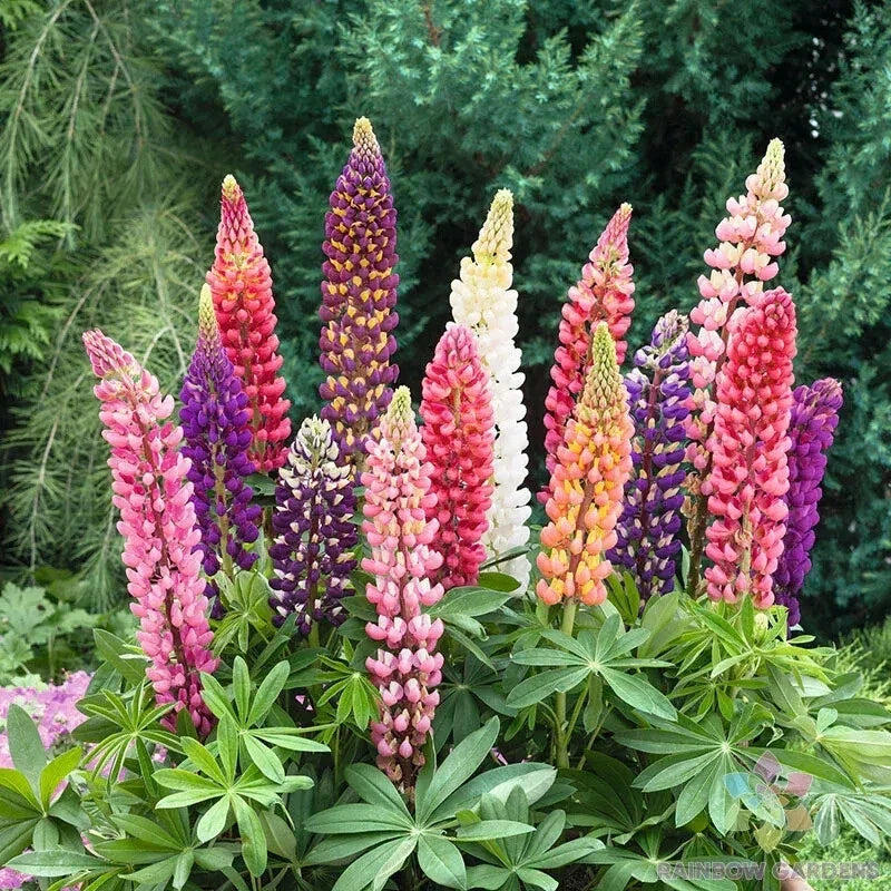 25+ Russell Mix Lupine Seeds | Perennial Garden Flowers | Lupinus polyphyllus | Vibrant Colors for Pollinators