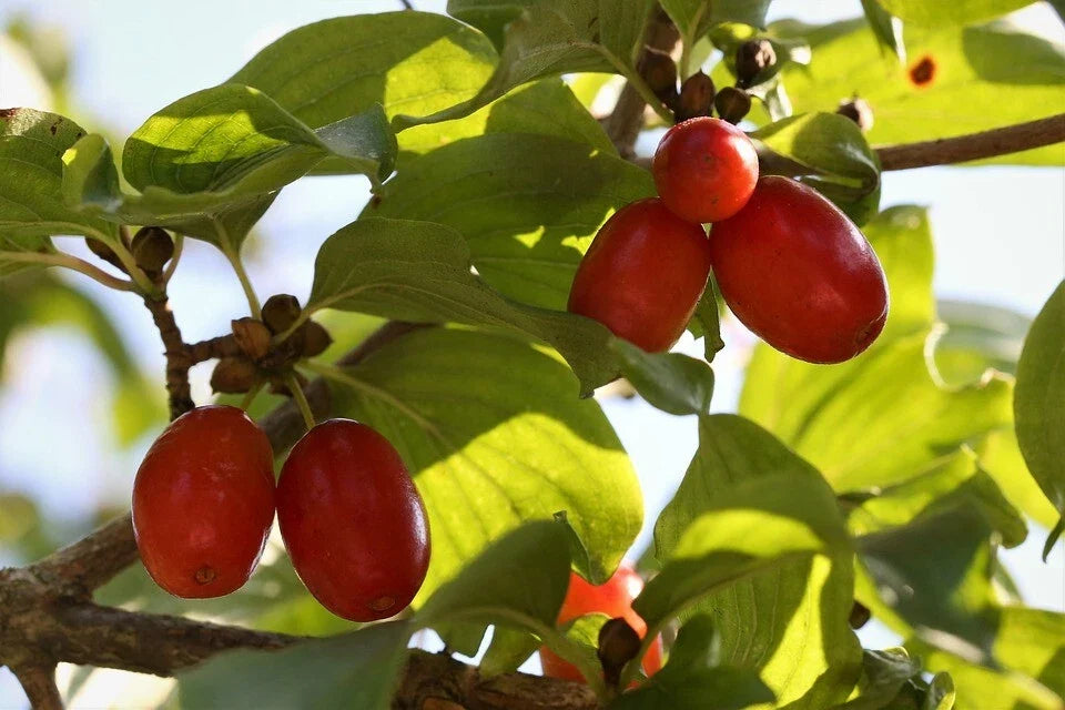 Cornelian Cherry Seeds Pack - 15 Seeds for Home Garden, Cornus mas, Hardy Deciduous Shrub, Fruit Tree Seeds