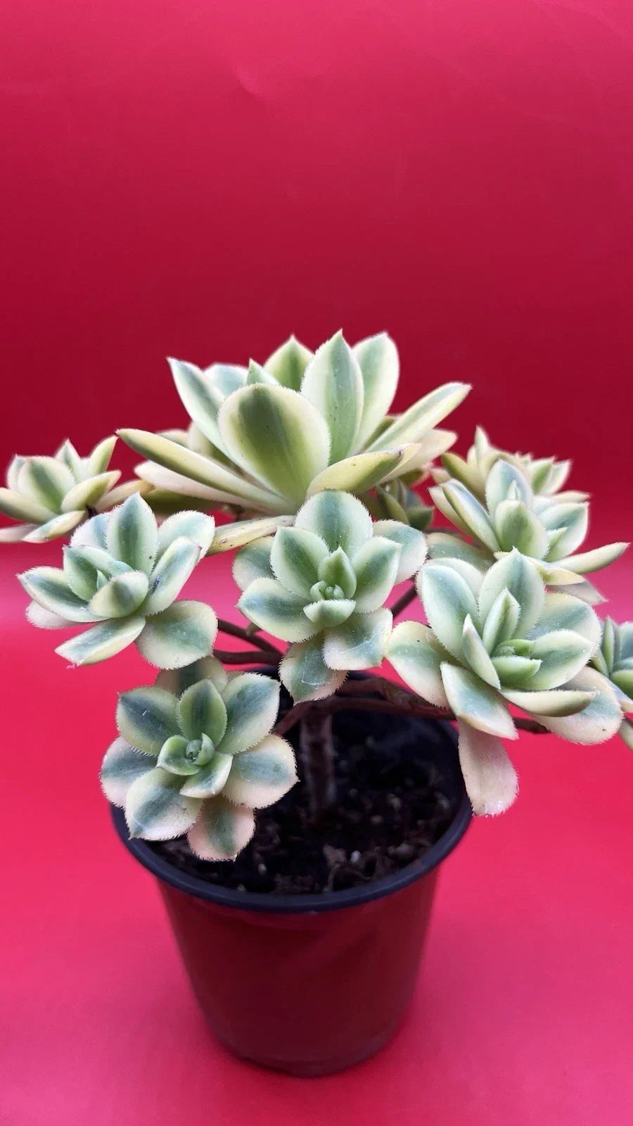 Aeonium Floresens Succulent Plant - Fully Rooted, Drought-Tolerant Indoor & Outdoor Houseplant