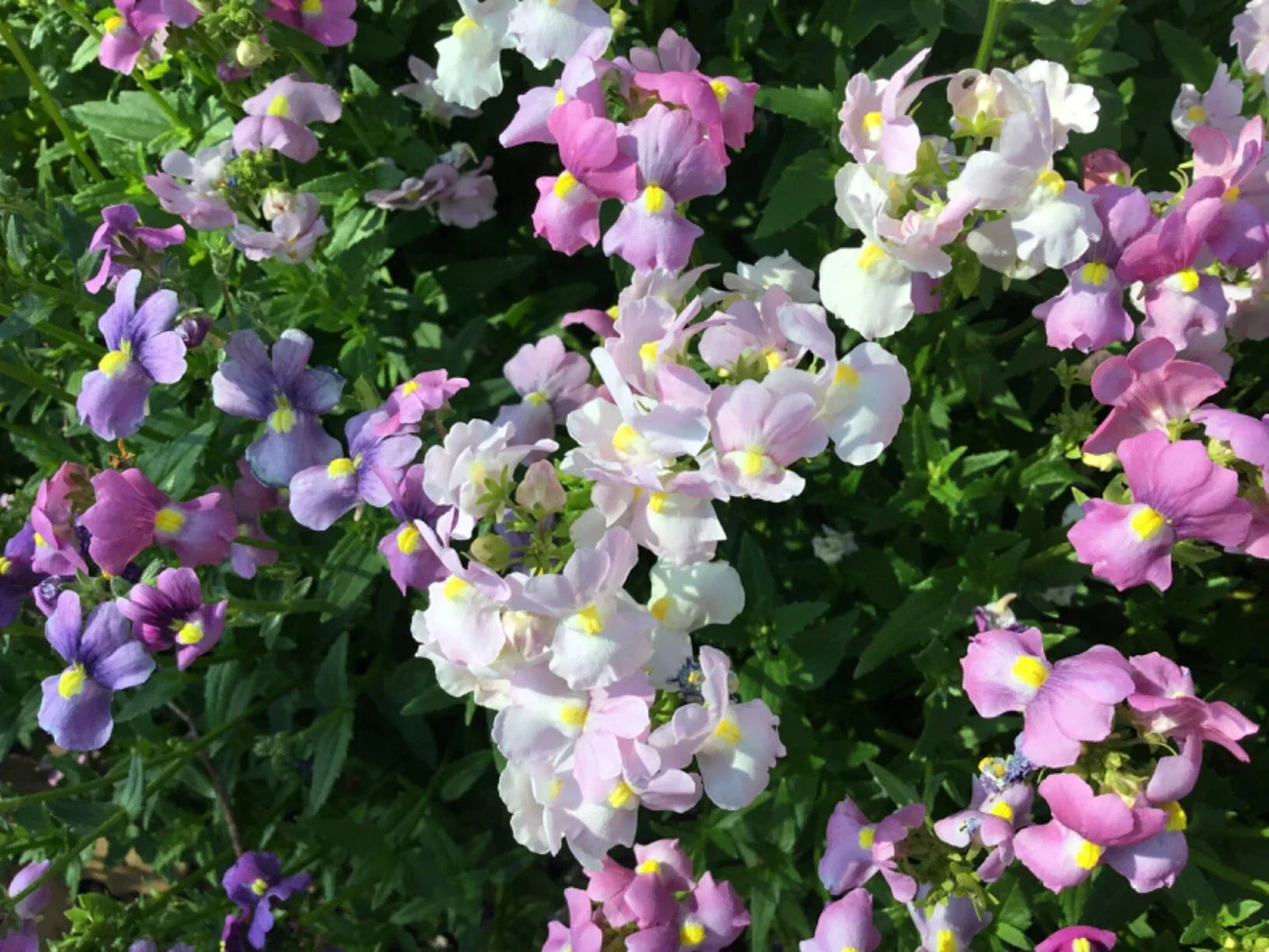 Easter Bonnet Flower Seeds - 150+ Cape Snapdragon Seeds - Antirrhinum majus 2024
