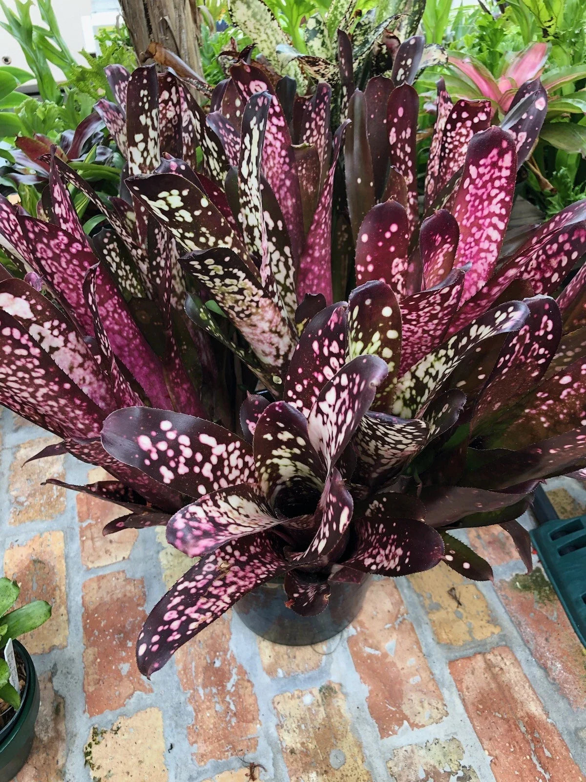 Billbergia Hallelujah Bromeliad Plant - Colorful Foliage Indoor Houseplant, Tropical, Unique Variety