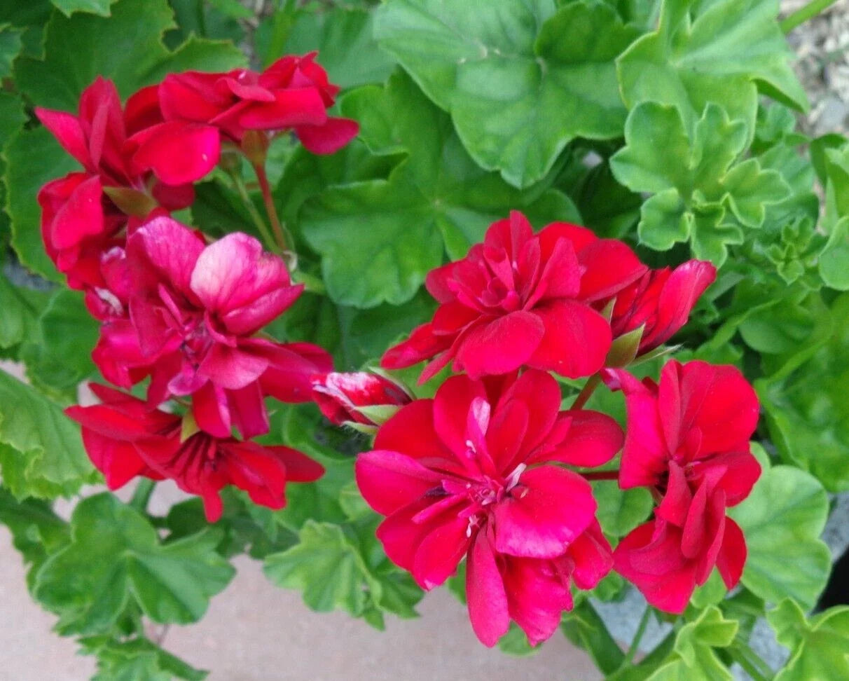 Geranium Cuttings 3x6" Pelargonium peltatum Rose Red Fragrant Trailing Live Plant