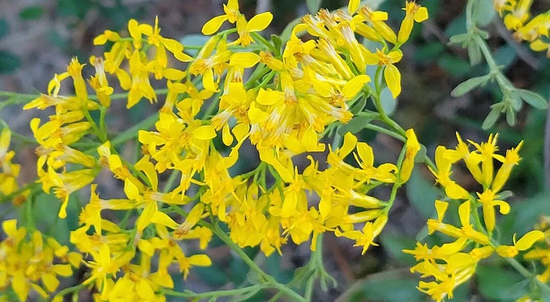 Woody Goldenrod Seeds 25 Pack Chrysoma Pauciflosculosa Florida Native Wildflower for Pollinators