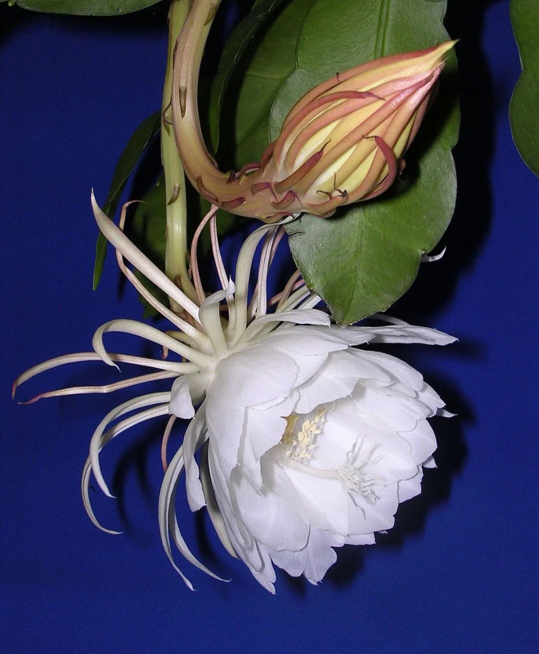 Epiphyllum oxypetalum Cutting with Roots – Queen of the Night Succulent Houseplant – 4-6 Inches, Fragrant Night Blooms