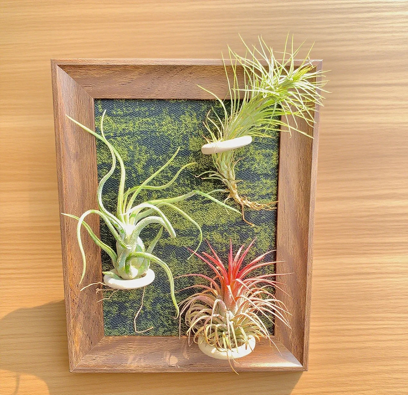 Air Plants Frame 8" with Funckiana, Caput-Medusae & Ionantha Stricta – Tillandsia Collection, Low Maintenance, Indoor Decor, Gift