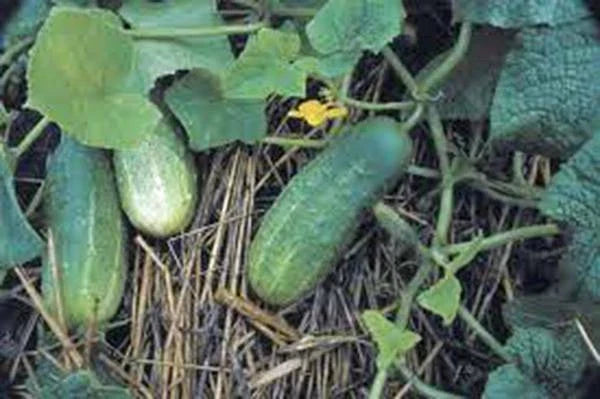 Pickling Cucumber Seeds - Heirloom National Variety, Non-GMO, 25+ Cucumis sativus for Home Garden, Vining, Crunchy Cucumbers