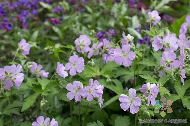 Joan Baker Geranium Seeds - 25+ Pelargonium x hortorum for Garden Planting, Bright Blooms, Easy Grow, Non-GMO Seed Packet