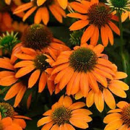 50 Coneflower Seeds Soft Orange Echinacea purpurea Perennial Flower Seeds for Garden, Pollinator Attracting, Non-GMO