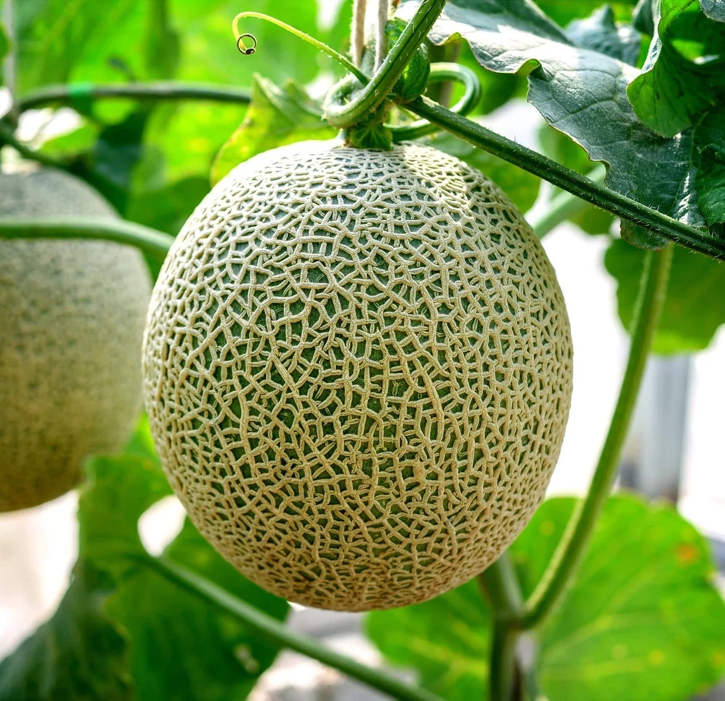 Cantaloupe Seeds 100+ Hale Variety Non-GMO Cucumis melo for Home Garden, Container Growing, USA Made
