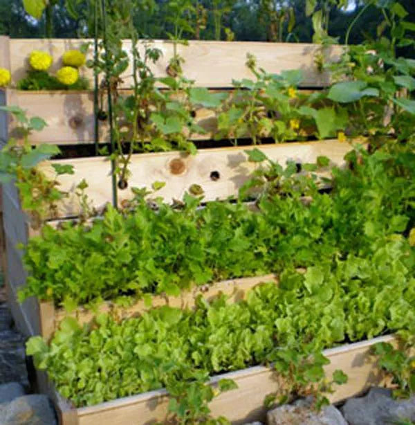 Herb Garden Collection - 13 Heirloom Culinary Herb Seeds Pack - Basil, Parsley, Cilantro, Thyme & More