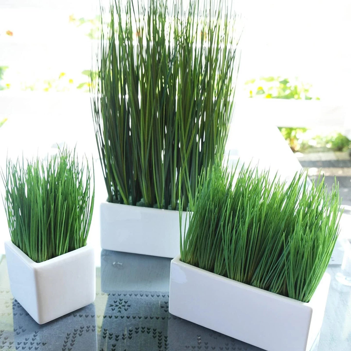 Organic Cat Grass Seeds - 2000+ Seeds, Fast Germination in 3 Days, 98% Germination Rate, Hordeum vulgare (Barley Grass)