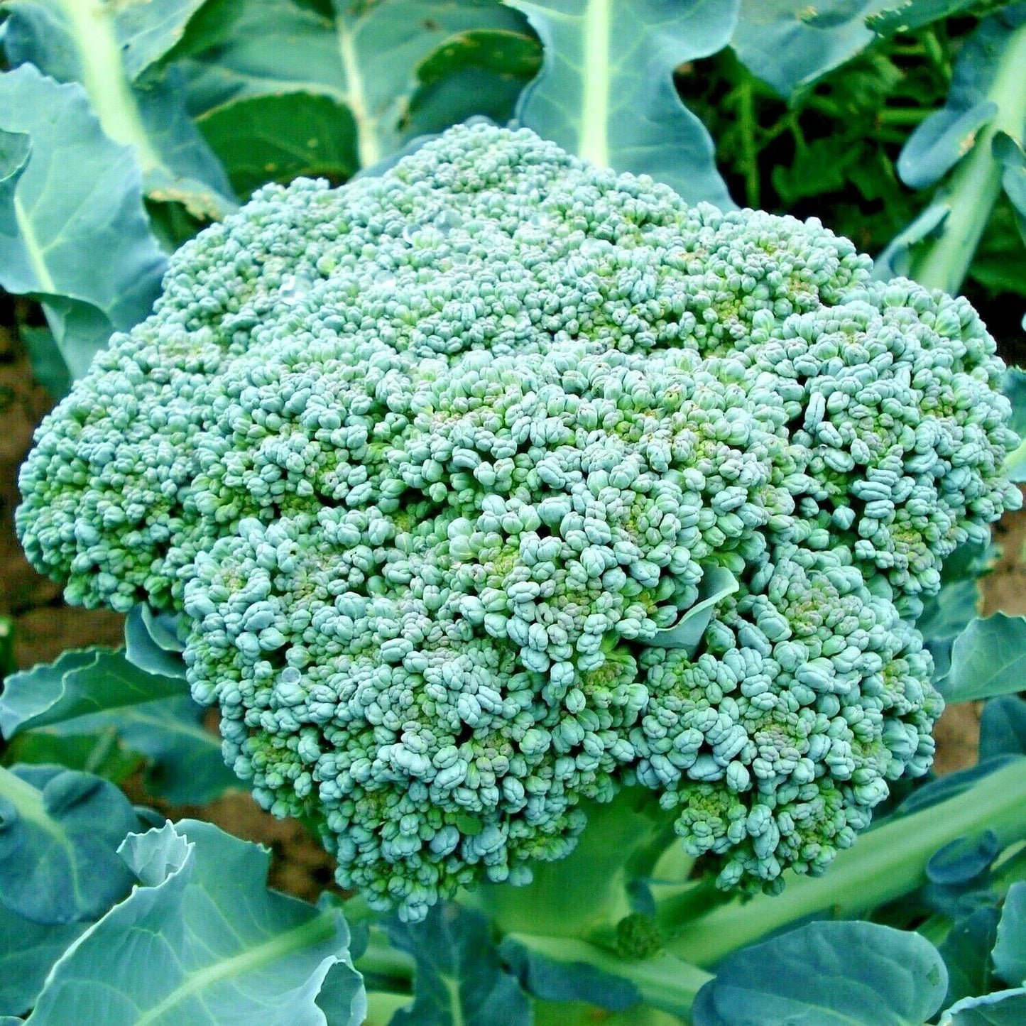 Organic Heirloom Broccoli Seeds - 301+ Green Sprouting Variety for Cool Season Garden