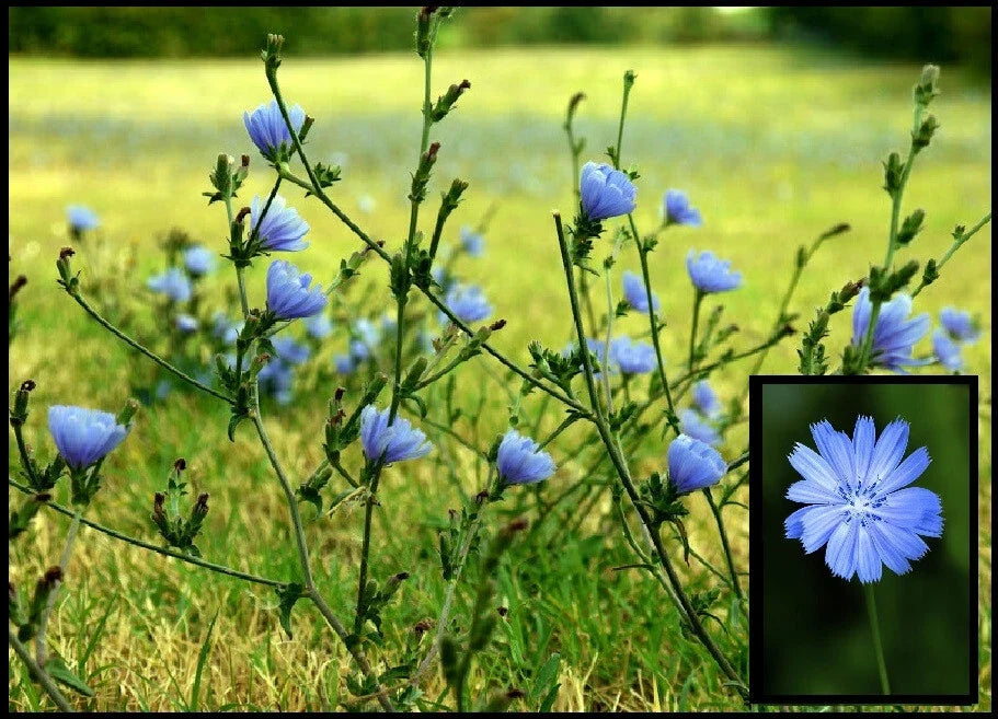 Wild Chicory Live Bare Root Plant – Prairie Flowers for Butterflies, Cichorium intybus, Perennial, Blue Flowers