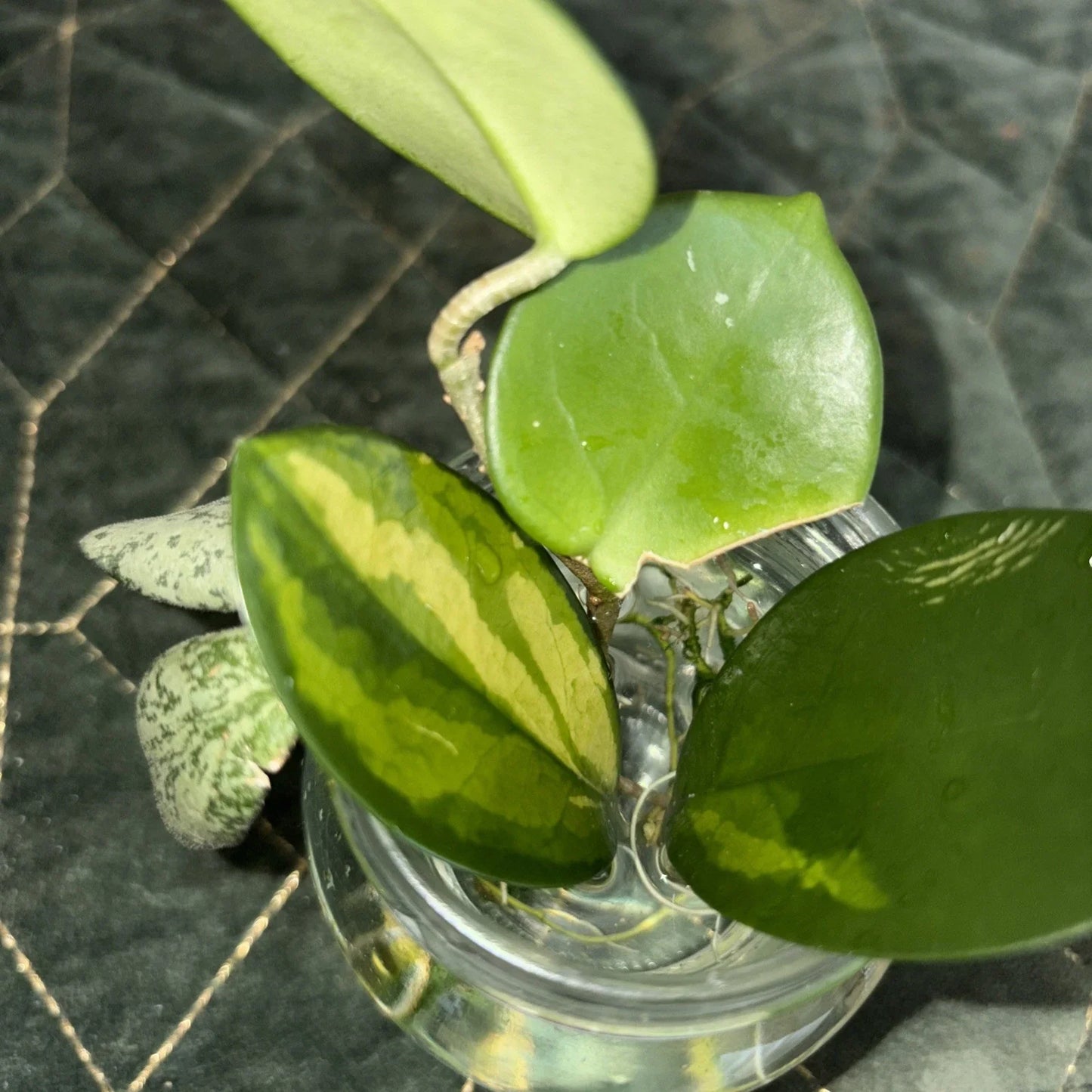 Hoya Rooted Cuttings Set – Chelsea, Sigillatis & Lisa – Tropical Indoor Houseplants – Hoya spp.