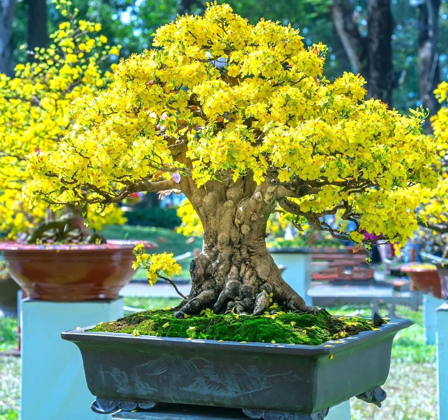 Flowering Apricot Bonsai Tree Seeds - Prunus mume - Yellow Blooms - Compact Growth - 3 Large Seeds