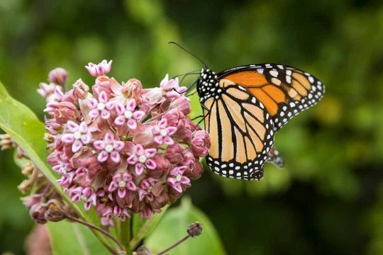 Organic Milkweed Seeds - 100 Pack of Asclepias syriaca for Butterfly Gardens and Pollinator Support