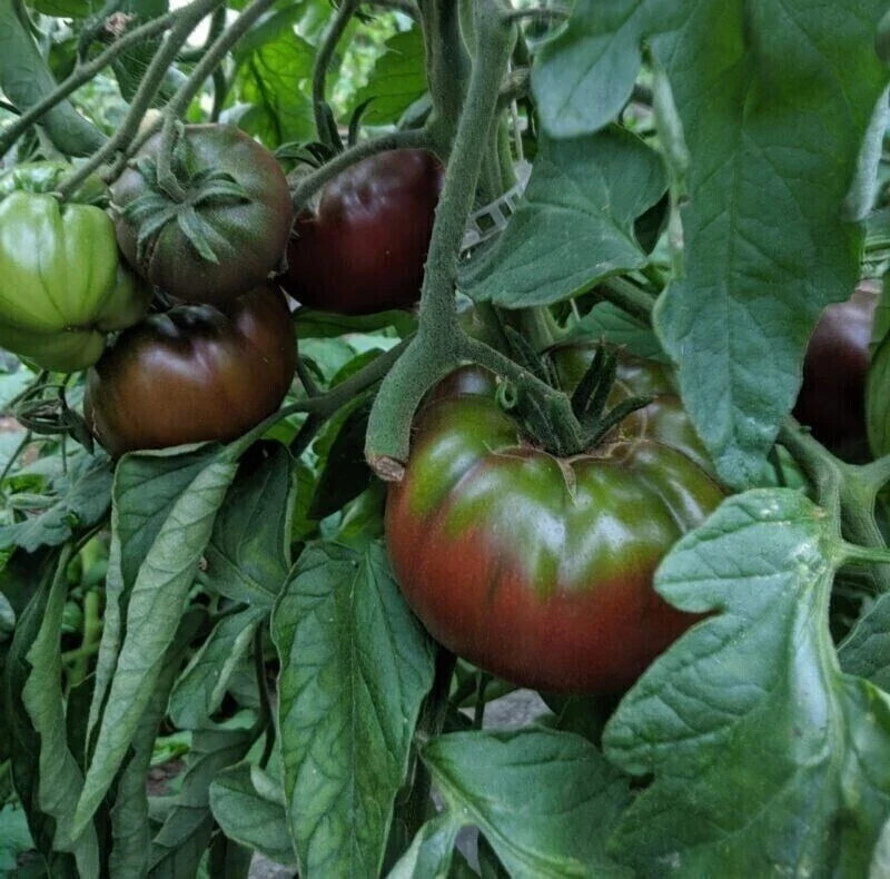 Russian Black Krim Tomato Seeds - Non-GMO Heirloom, Dark Purple/Black Fruit, Solanum lycopersicum, Perfect for Home Gardens