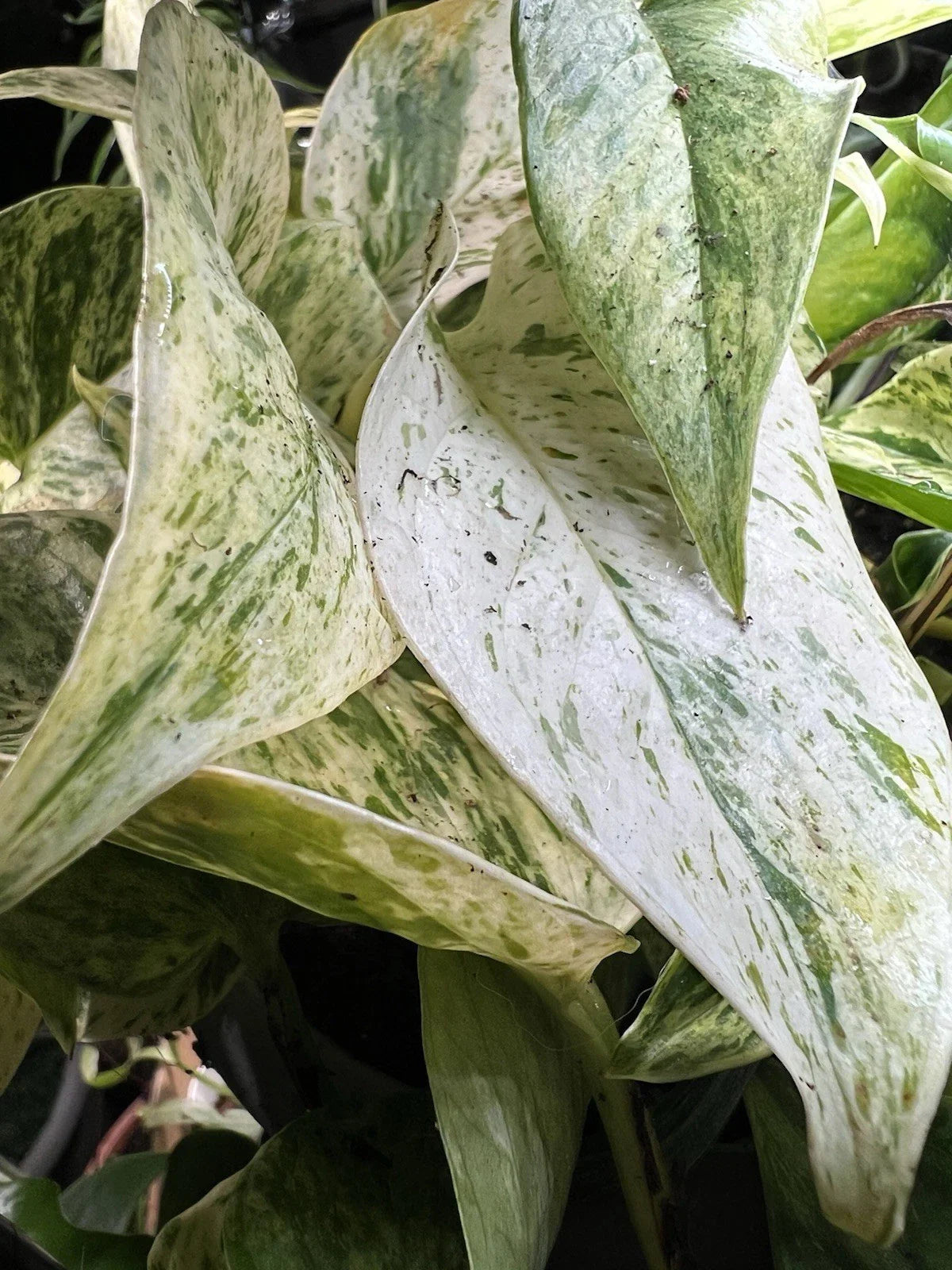 Marble Queen Pothos Live Plant - Variegated Epipremnum aureum, Air Purifying Houseplant, Trailing Vine, Indoor Decor
