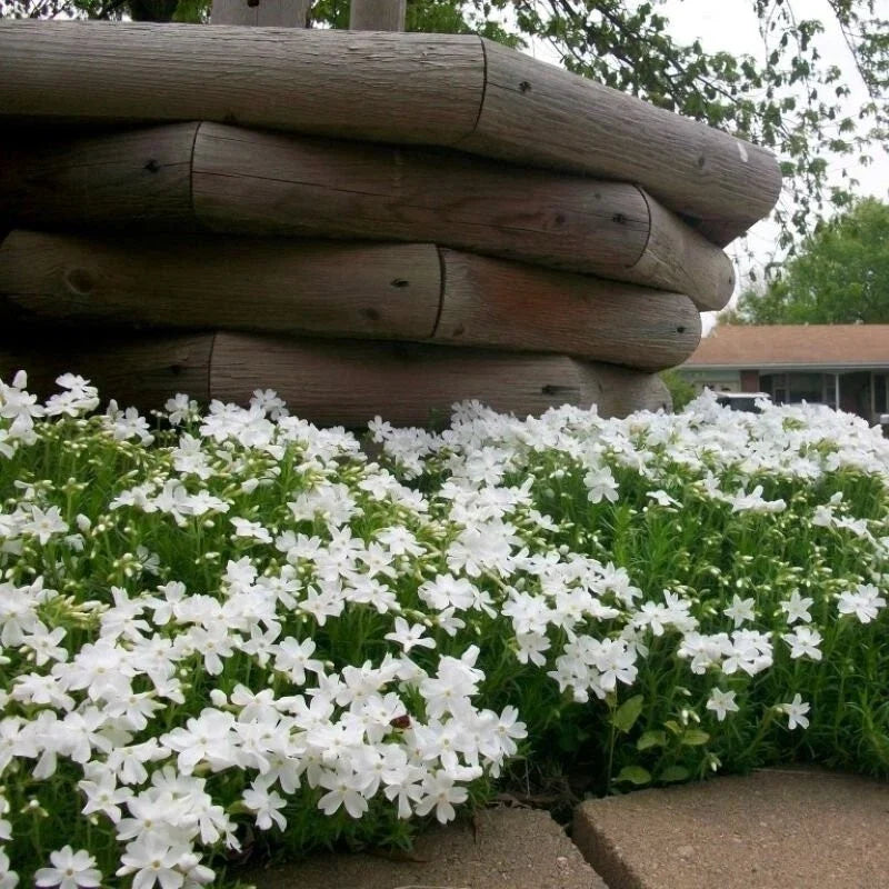 Snowflake Creeping Phlox Seeds - Ground Cover, White Flowers, Phlox subulata, Hardy, USA Grown, Free Shipping