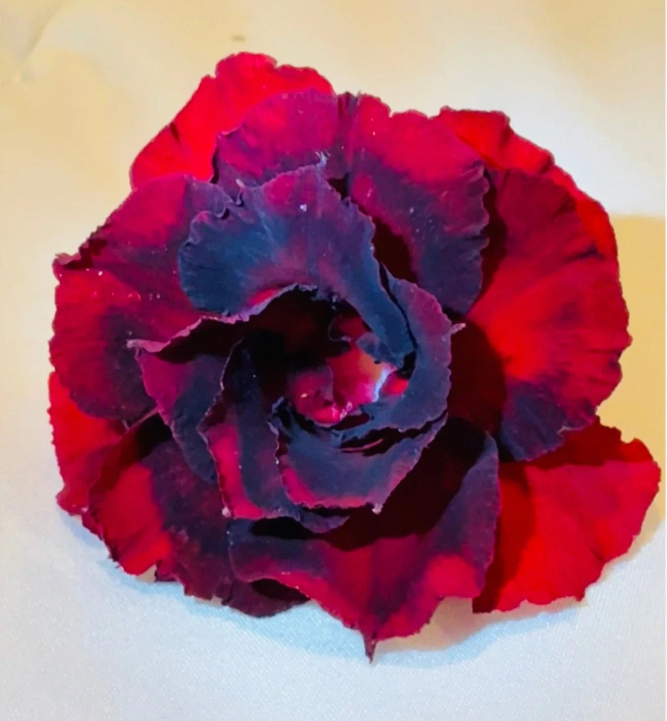 Cherry Slushy Desert Rose Seedling - Adenium Obesum Small Rooted Plant for Indoor & Outdoor Gardens