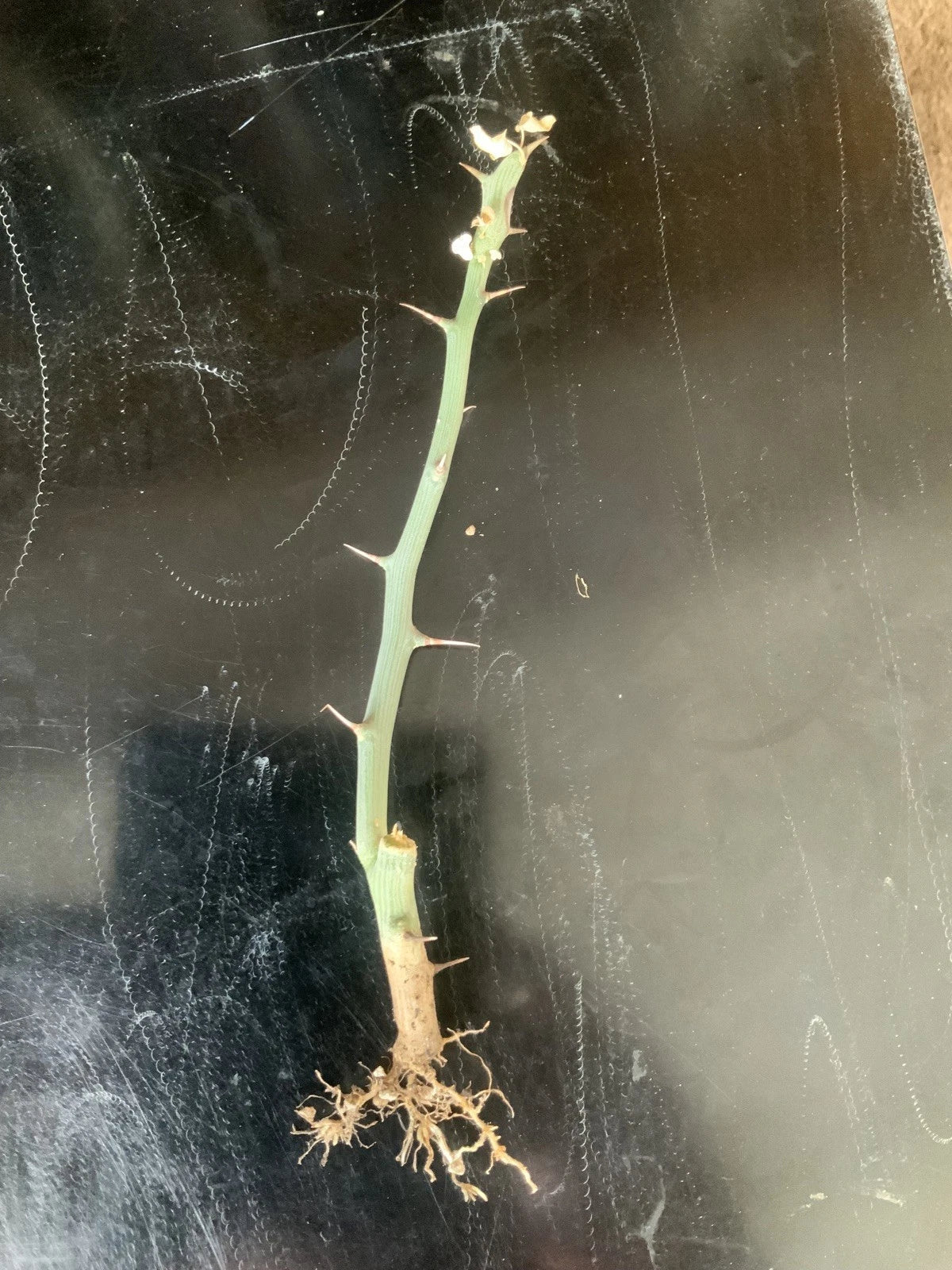 Adenia ballyi Succulent Cutting - Rare Green Variety for Collectors, Well-Rooted, Drought-Resistant, Indoor & Outdoor Plant