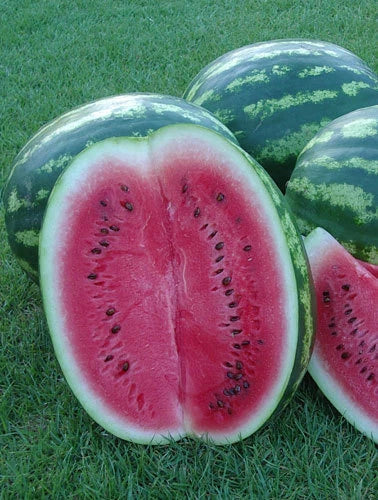 Crimson Sweet Watermelon Seeds – Heirloom Citrullus lanatus, Juicy, Large Round Fruit, Non-GMO, Full Sun, Easy to Grow