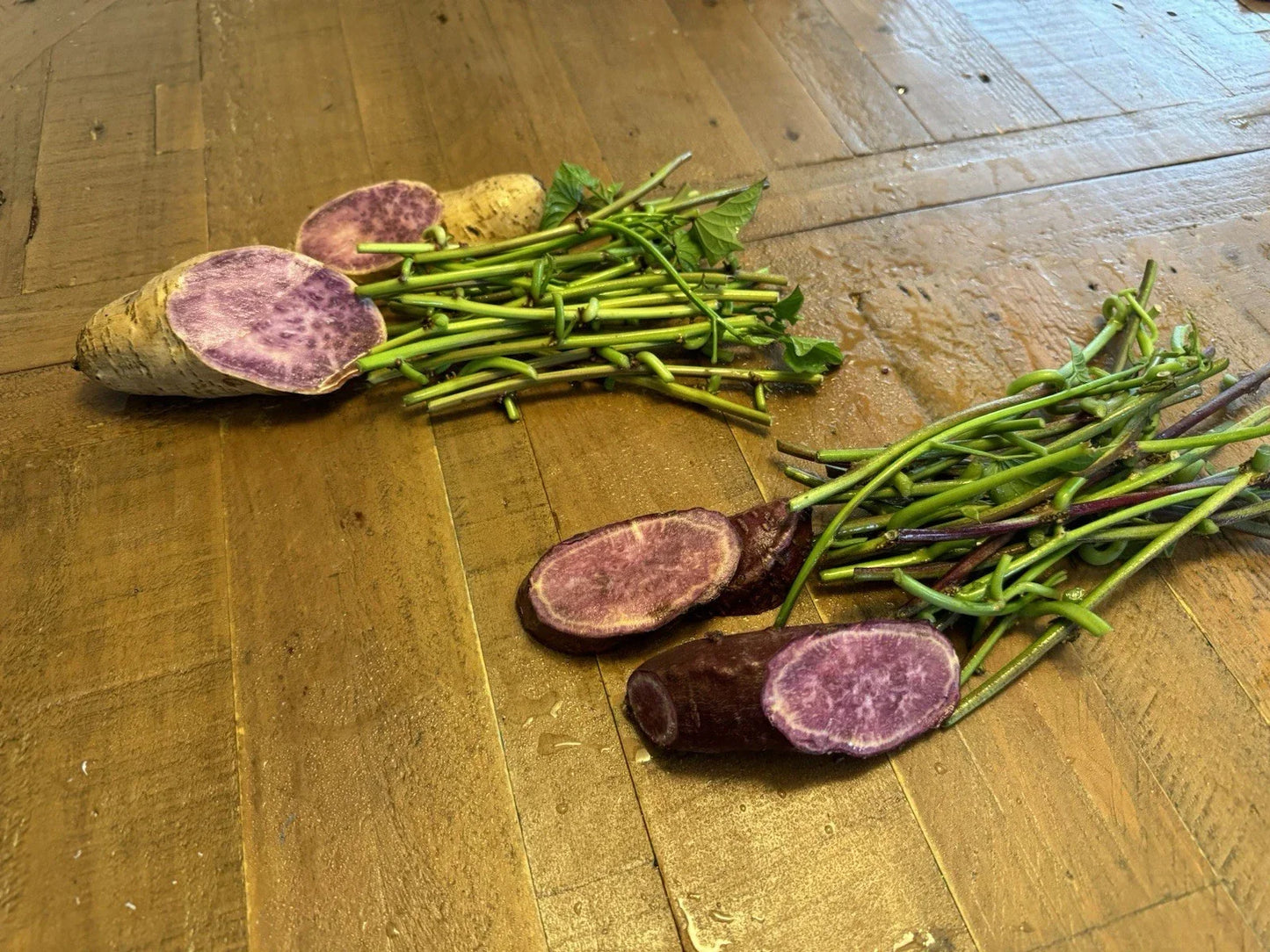 Sweet Potato Slip Cuttings - 20 Molokai & 20 Okinawa Purple Varieties - Ipomoea batatas