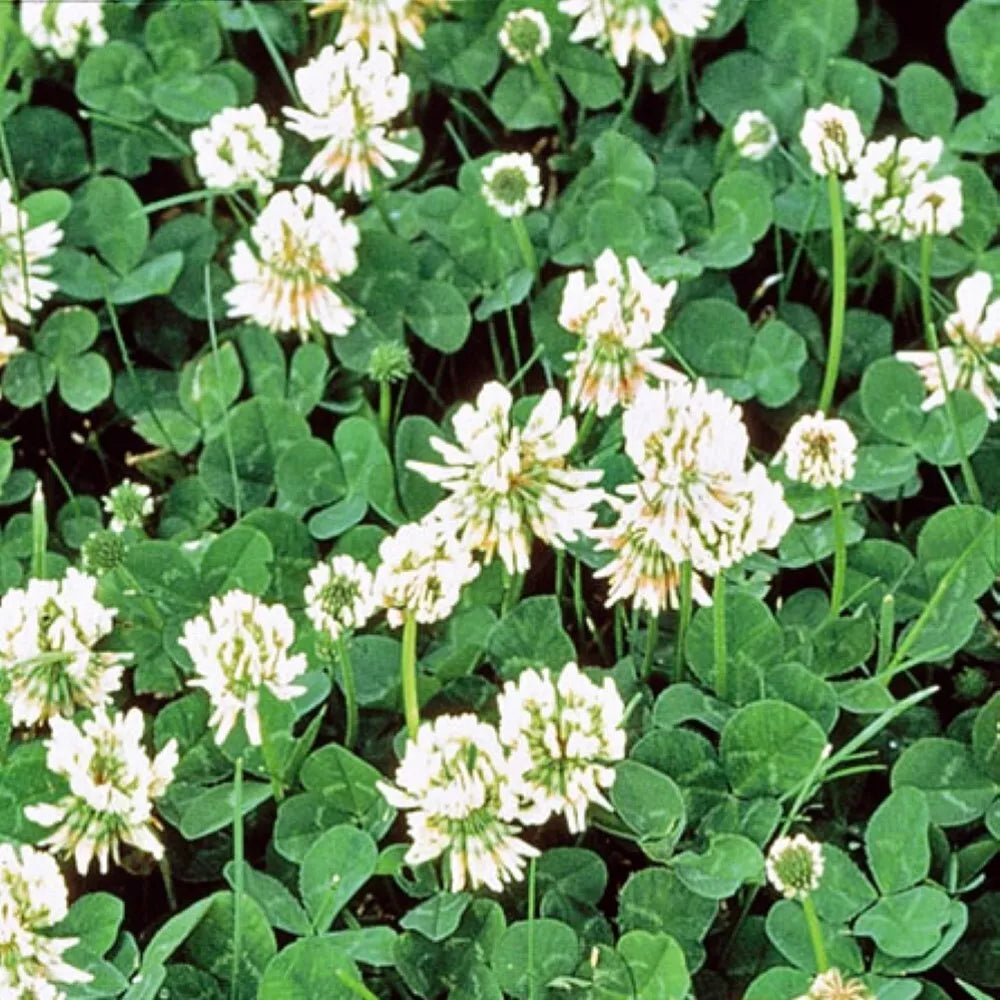 White Dutch Clover Seeds | Cover Crop, Non-GMO, Heirloom | Trifolium repens, Ground Cover, Pollinator Attractant