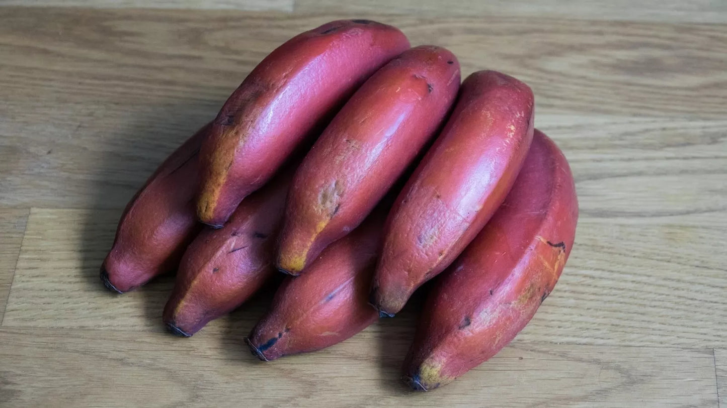 Organic Pink Banana Seeds - Musa veluntina - 5 Pack Heirloom Tropical Fruit Plant