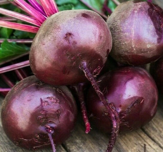 Early Wonder Beet Seeds - 100+ Organic Non-GMO Beta vulgaris Seeds