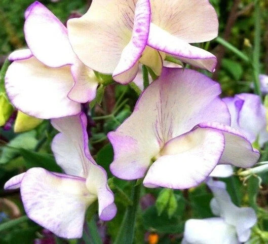 Sweet Pea Seeds - Bi-Colored Fragrant Climbing Vine - Non-GMO, 50 Seeds - Lathyrus odoratus