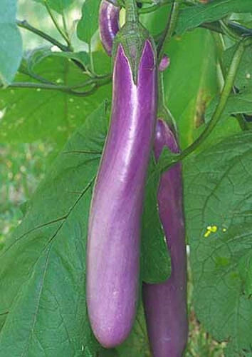 Chinese Eggplant Seeds - Long Purple Variety - 50+ Non-GMO Solanum melongena Vegetable Seeds