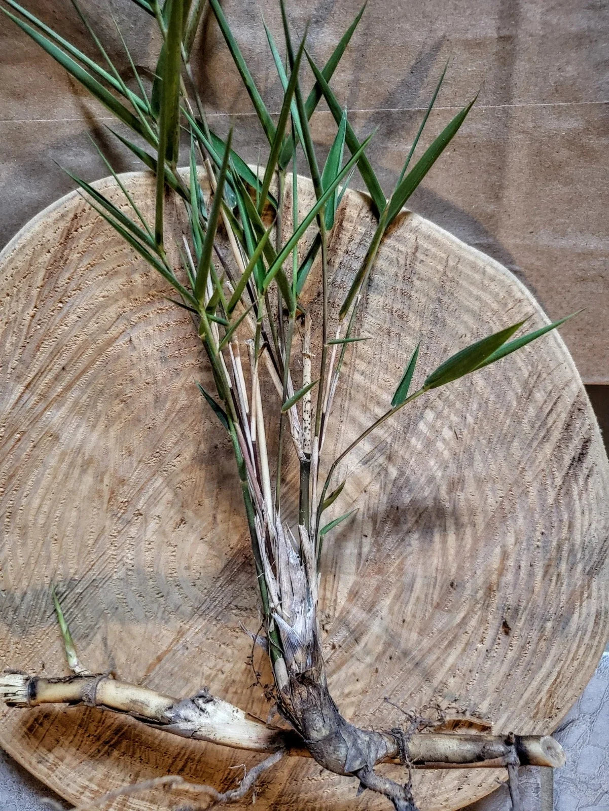 Giant River Cane Live Plant Start – Arundinaria gigantea, Native Ornamental Grass, Bamboo for Landscaping & Erosion Control