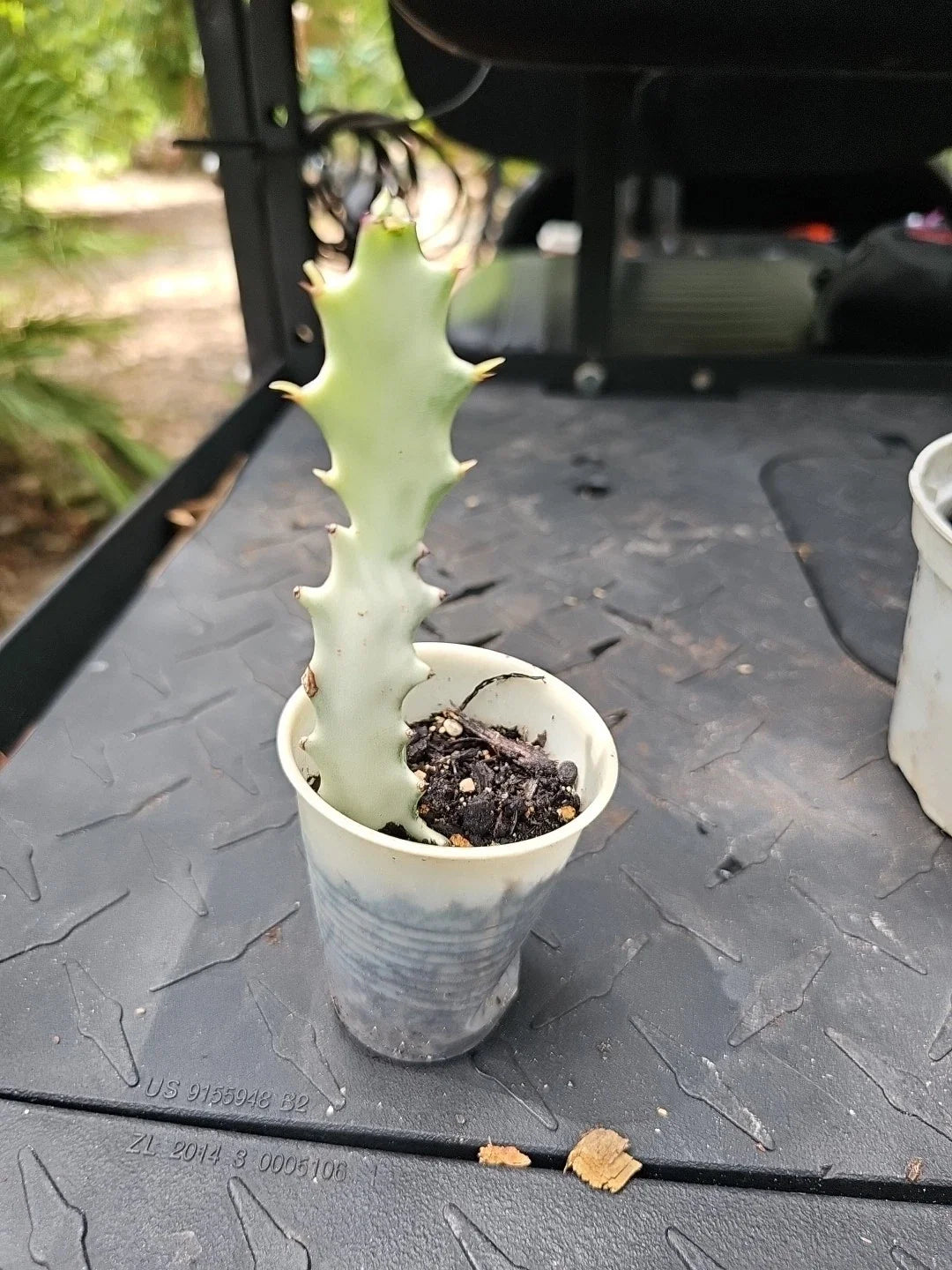 Euphorbia Lactea White Ghost Variegated Dragon Bone Cactus - 7" Rooted Succulent Plant