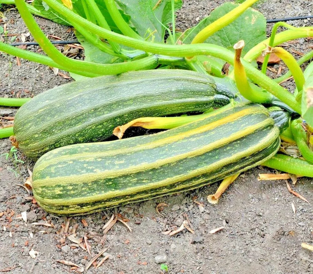 Cocozelle Zucchini Seeds - Organic Heirloom Cucurbita pepo for Container Gardening, Summer Vegetable, 36+ Seeds