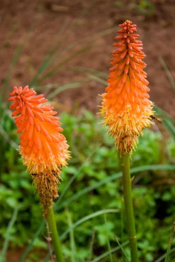 Red Hot Poker Plant Bareroots 6 Pack - Kniphofia uvaria Vibrant Red Flowers for Garden Landscaping