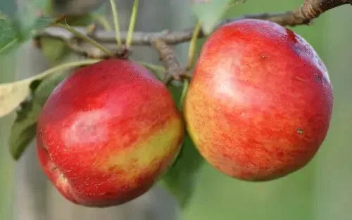 Crimson Crisp Apple Seeds - 25+ Malus domestica Fruit Tree Seeds for Home Garden Planting