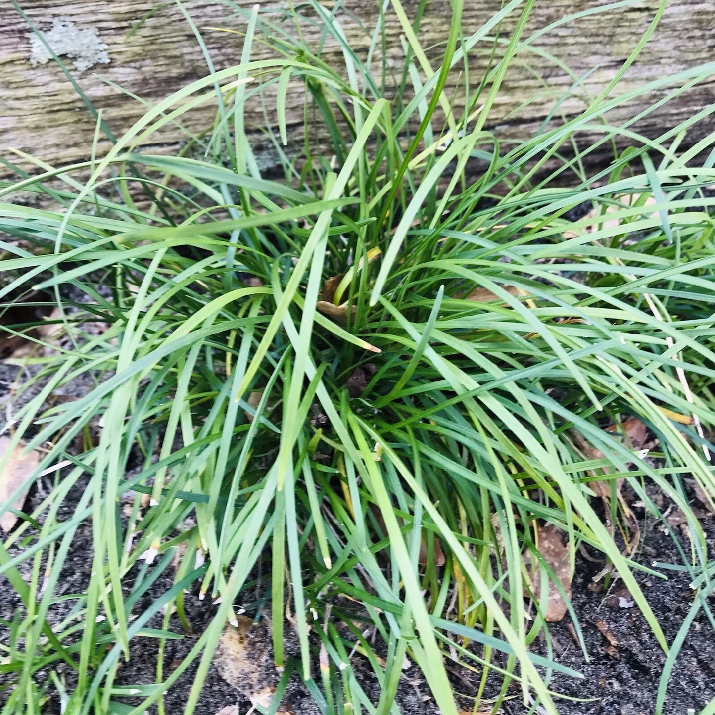 Mondo Grass Plugs 50 Count Evergreen Ground Cover Ophiopogon japonicus