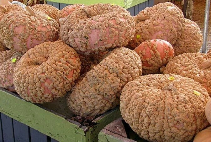 Galeux D'Eysines Squash Seeds - Organic Heirloom Cucurbita maxima