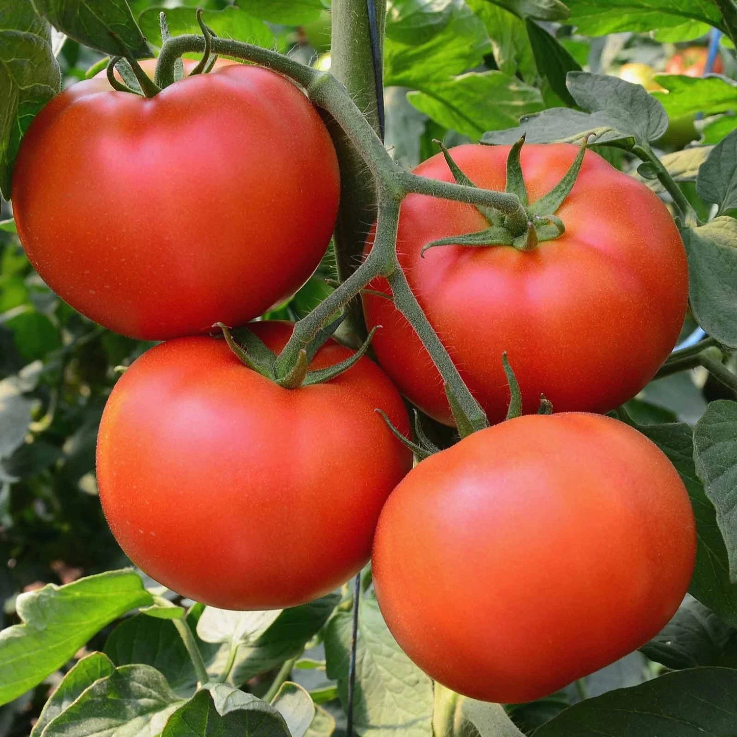 Big Beef Tomato Seeds | F1 Hybrid, Non-GMO, Heirloom Variety | Solanum lycopersicum, Juicy Large Tomatoes, Packaged Seeds