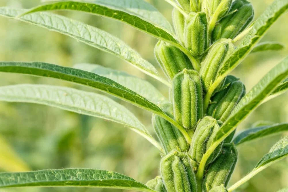 Sesame Seeds for Planting - High Oil Content, Attracts Game Birds, Sesamum indicum, Gardening Seeds